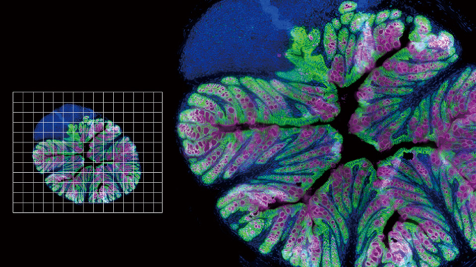 全景无缝拼接技术，
还原组织全貌